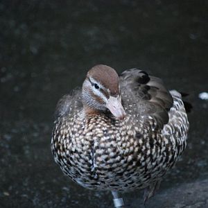 Australian Wood Duck