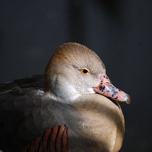 Plumed Whistling Duck