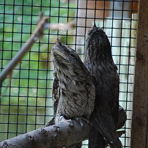Tawny Frogmouths
