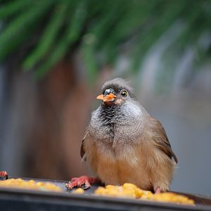 Speckled Mousebird