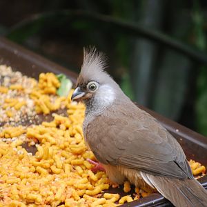 Speckled Mousebird