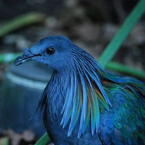 Nicobar Pigeon
