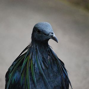 Nicobar Pigeon