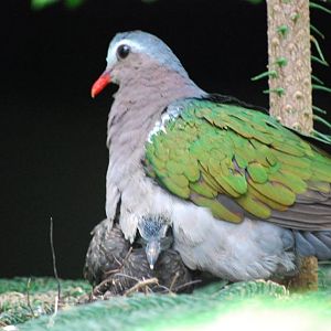 Green-Winged Dove