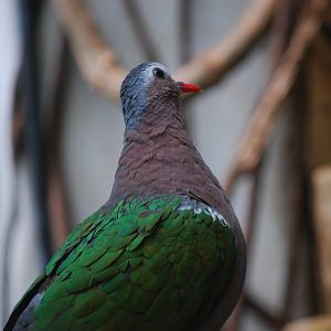 Green-Winged Dove