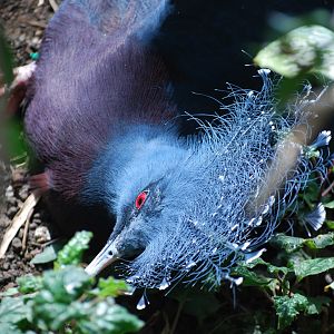 Victoria Crowned Pigeon