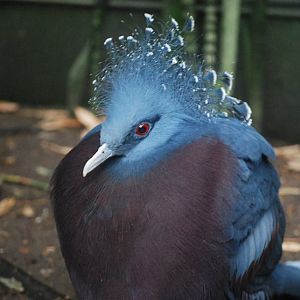 Victoria Crowned Pigeon
