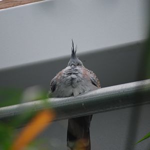 Crested Pigeon