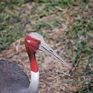 Sarus Crane