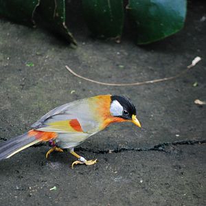 Silver-Eared Mesia