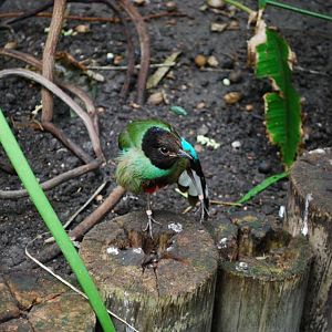 Hooded Pitta