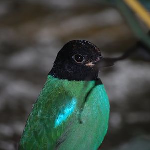 Hooded Pitta