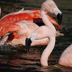 Chilean Flamingos