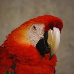 Scarlet Macaw