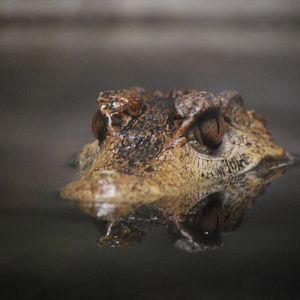 Dwarf Caiman