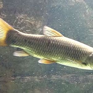 Grass Carp