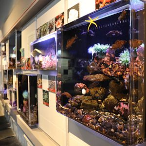 small reef exhibits