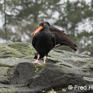 black oystercatchers (worlds only breeding pair)