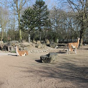 South American enclosure