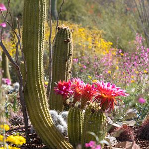 Desert in bloom