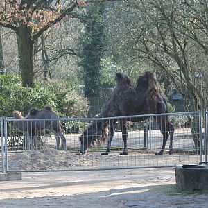Seperated Camel with calf