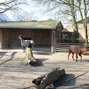 Llama-enclosure and stables