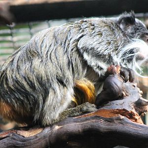 Emperor tamarin