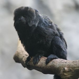 Goeldi's marmoset
