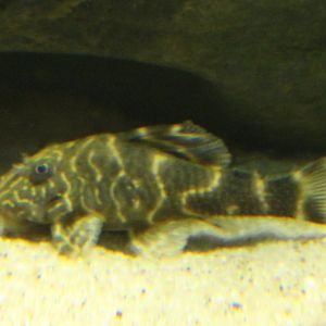 Prop. Hypancistrus debilittera
