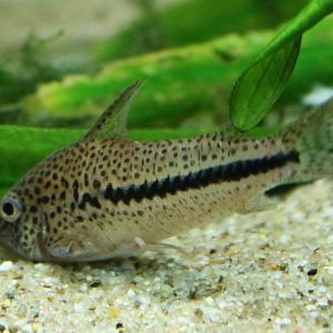 Corydoras ID