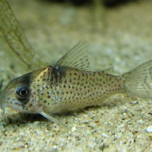 Corydoras ID