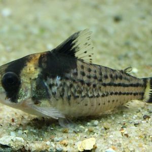 Corydoras surinamensis
