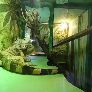 Green Iguana enclosure