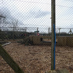 Eurasian Lynx Enclosure
