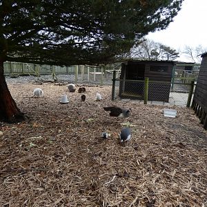 View of walk-through Parma & Bennett's Wallaby Enclosure