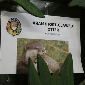 Asian Short-clawed Otter Signage
