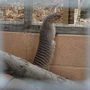 Banded Mongoose
