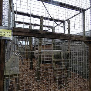 Ring-tailed Lemur Enclosure