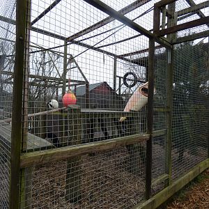 Black-&-White Ruffed Lemur Enclosure