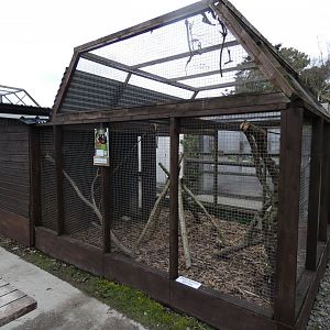 Common Marmoset Enclosure