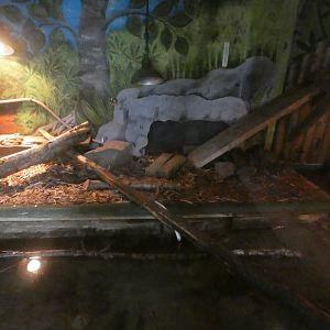 Part of Asian Short-clawed Otter Enclosure (Former Caiman Enclosure)