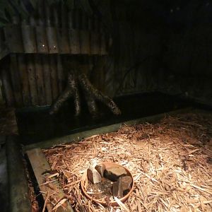 Other part of Asian Short-clawed Otter Enclosure (Former Caiman Enclosure)