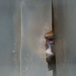 Patas Monkey