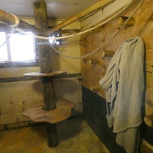 Black-capped Capuchin Indoors