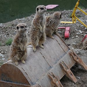 Meerkats on digger bucket