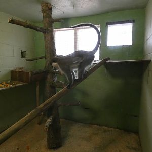 Vervet Monkey Indoors