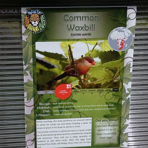 Common Waxbill Signage
