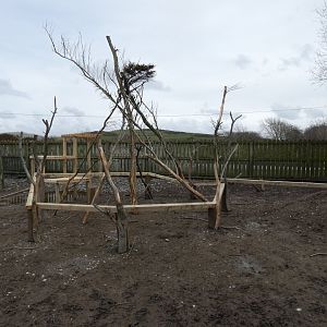 Greater Rhea Enclosure