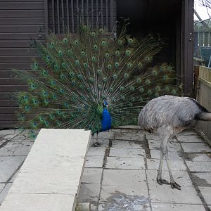 Greater Rhea & Indian Peacock
