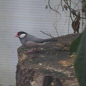 Java Sparrow